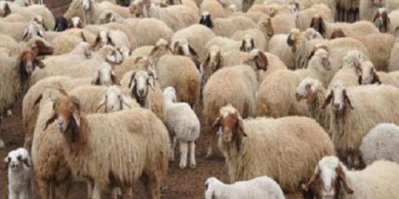 طرق حجز أضاحي وزارة الزراعة 2025.. تعرف على أماكن توافرها - اعرف كورة