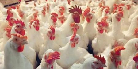 أسعار الدواجن والبيض بأسواق الوادي الجديد - اعرف كورة