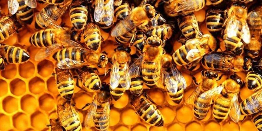 في يومه العالمي.. تعرف على أسباب انخفاض أعداد النحل خلال السنوات الماضية - اعرف كورة