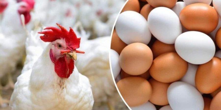 الفراخ البيضاء؟.. أسعار الدواجن والبيض اليوم الأحد 8-6-2025 - اعرف كورة