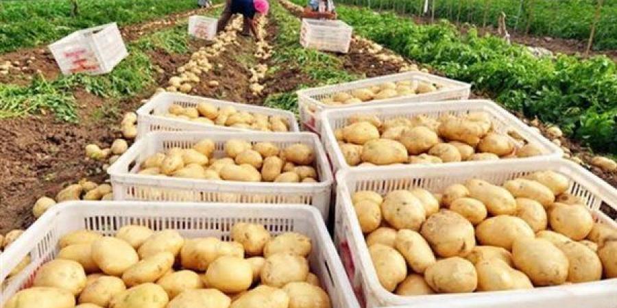 عضو رجال الأعمال المصريين: صادرات الغذاء 6.1 مليار دولار وقفزة 925% في البطاطس ـ اعرف كورة