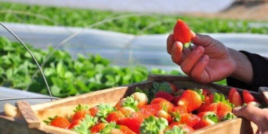 صادرات مصر من الفراولة تسجل 74.447 مليون دولار في الربع الأول 2025 - اعرف كورة