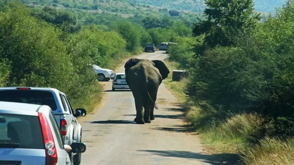«مأساة أفيال الهند» مصرع 7 أفيال تحت عجلات القطار يكشف عن تحديات حماية الحياة البرية على السكك الحديدية