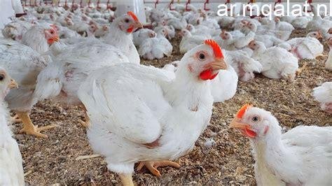 «أسعار الفراخ البيضاء تنخفض إلى 70 جنيهًا» – مقالات نيوز