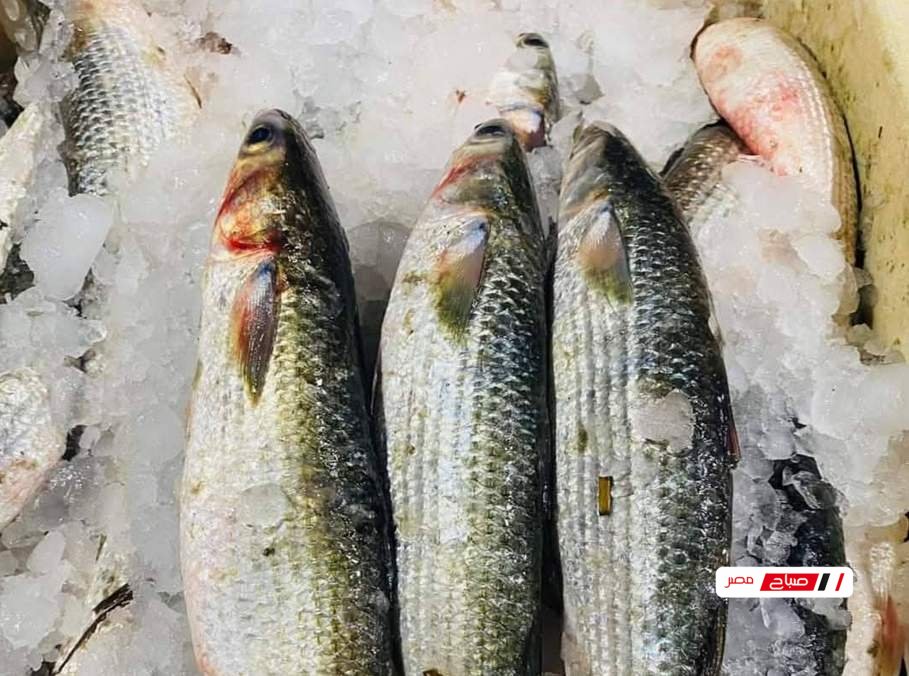 «أسعار الأسماك تتألق في أسواق دمياط اليوم الجمعة 6 فبراير 2026»