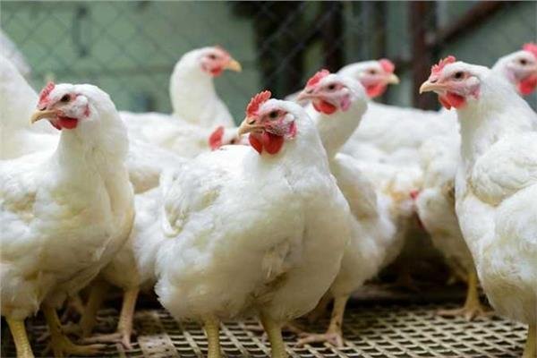 «أسعار الدواجن تشهد تغيرات ملحوظة في البورصة اليوم السبت 21 فبراير»