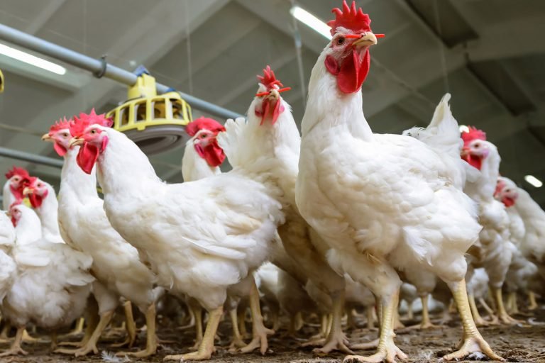 «ارتفاع أسعار الدواجن اليوم الخميس مع زيادة الطلب في ظل اقتراب شهر رمضان»